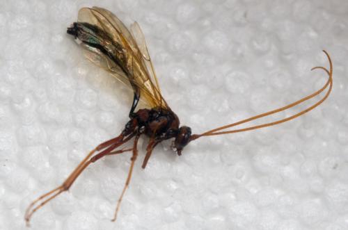 Réf. 188 194 : Eremotylus marginatus